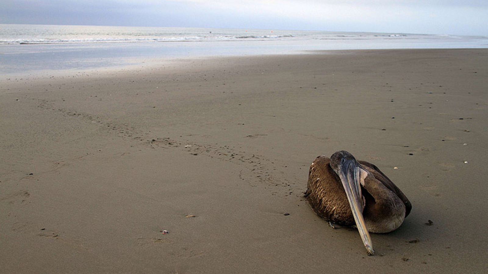 Alerta sanitaria en Perú por la muerte de cientos de pelícanos y delfines
