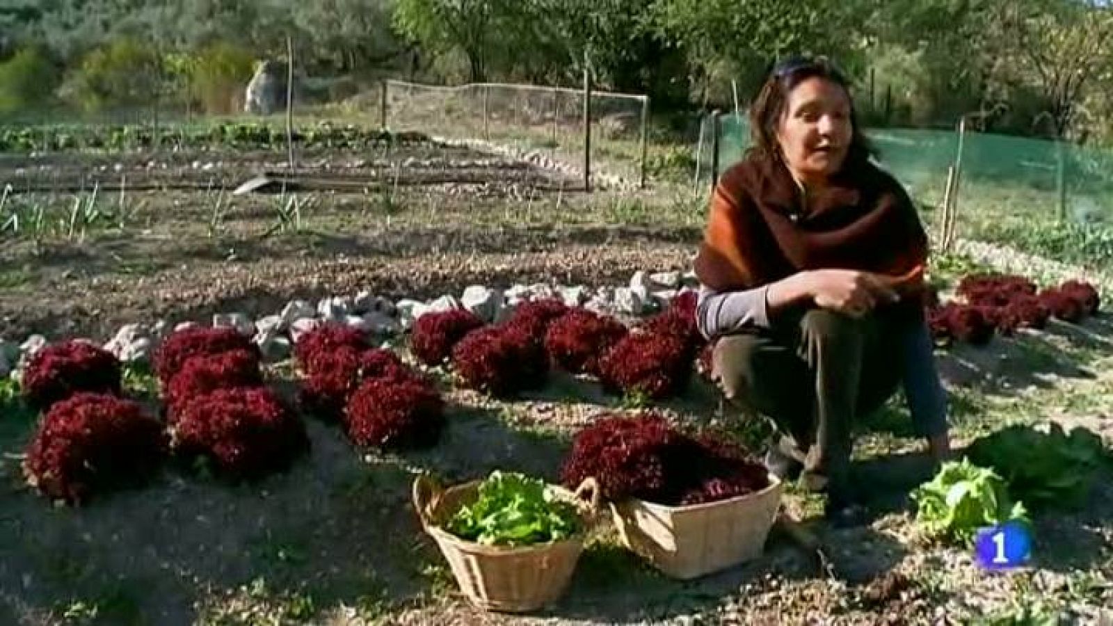 Destino:España - Andalucia VII - Mona | Ver