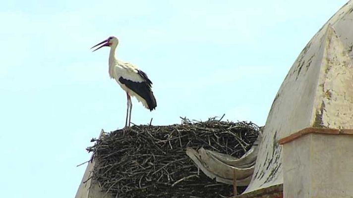 Telediario 1 - Día mundial de las aves migratorias