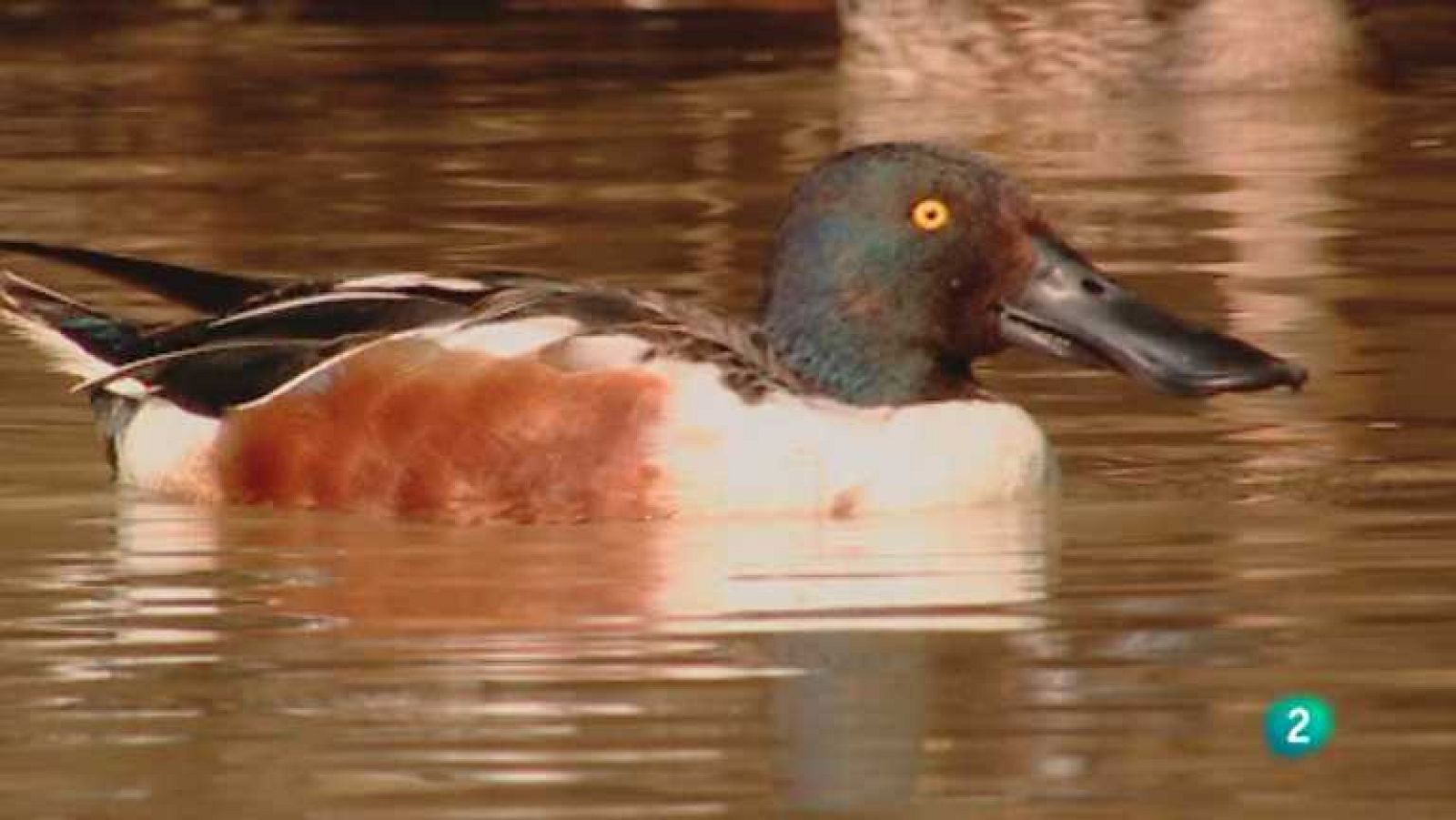 Biodiario - 14/05/12 - Ver ahora