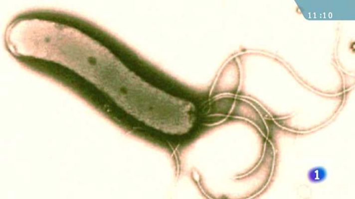 La mañana - Saber vivir - Helicobacter Pylori - 15/05/12