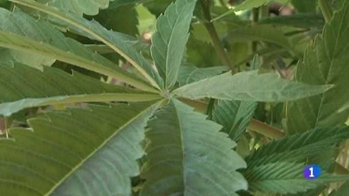 Repor - La alegría de la huerta