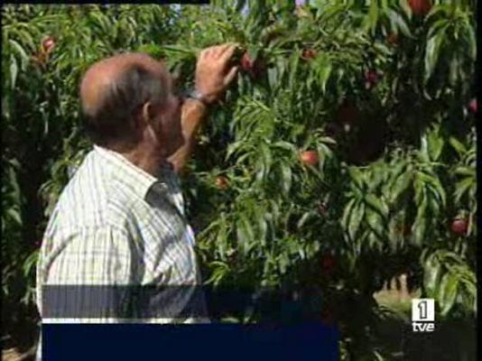  - La fruta se pudre en el árbol