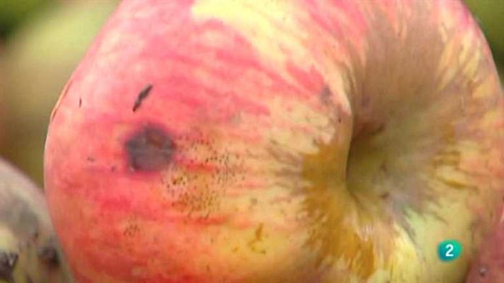 España en comunidad - Manzanas de Canarias