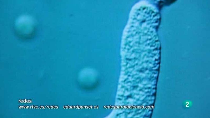 Redes - La lucha contra la malaria - Ver ahora