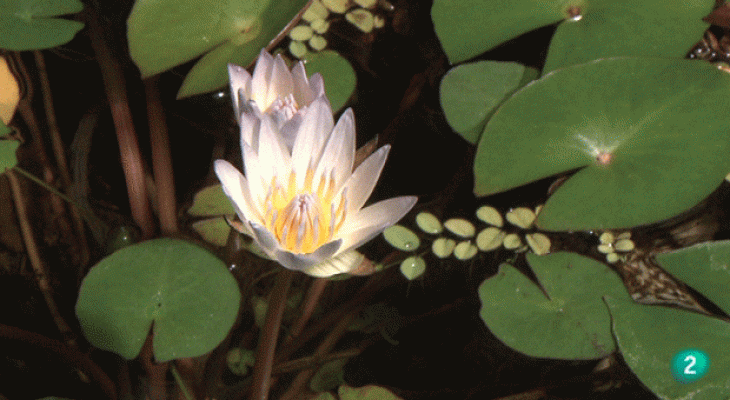 La aventura del Saber - Plantas acuáticas