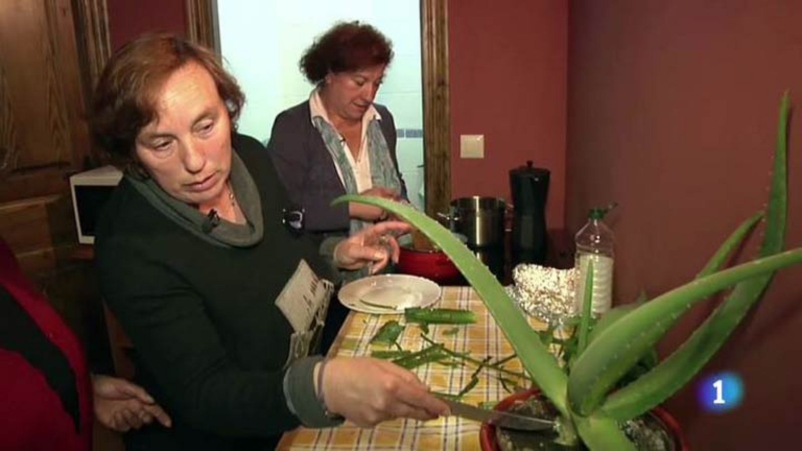 Conectando España - Los Tojos: cómo hacer áloe vera