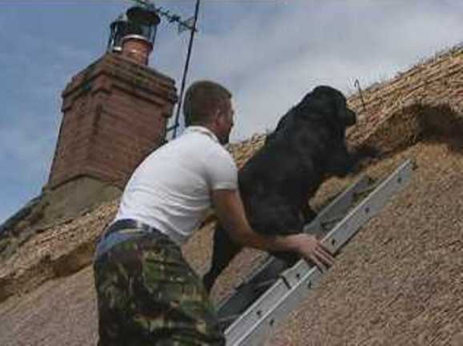 On Off: Con el perro a cuestas - On Off | Ver