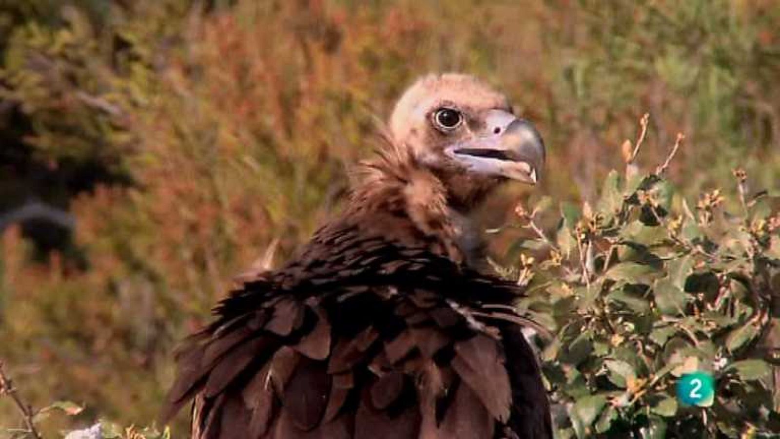 Biodiario - 22/05/12 - Ver ahora