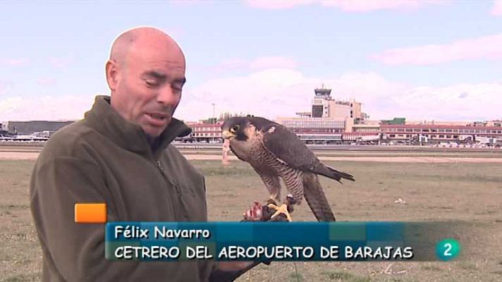 España en comunidad - Halcones en aeropuertos