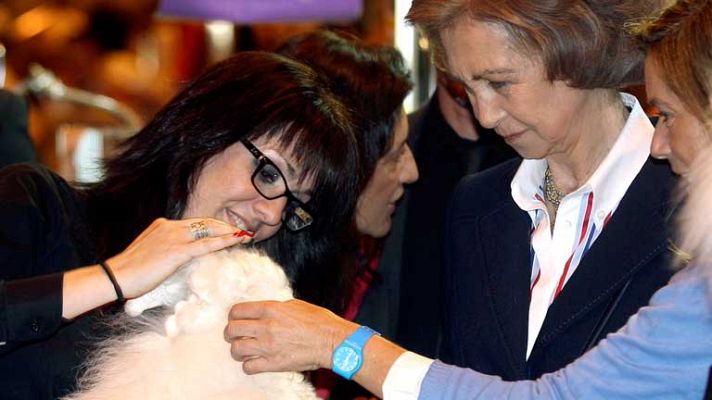 Telediario 1 - 100x100 Mascota en Madrid