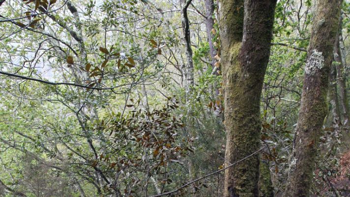 Telediario 1 - España, país de la UE con más superficie de espacios naturales protegidos