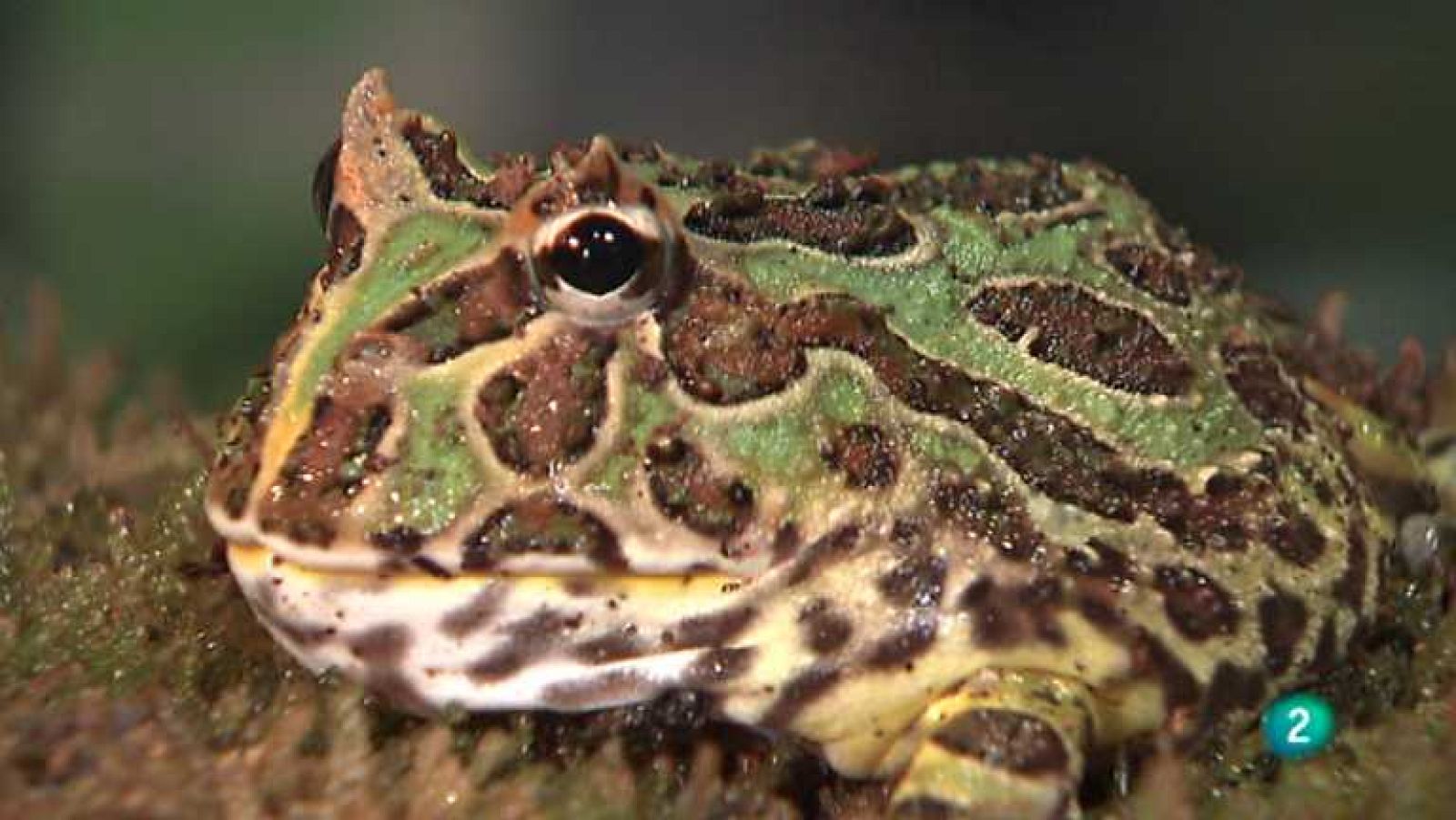 La aventura del saber - 28/05/12 - ver ahora