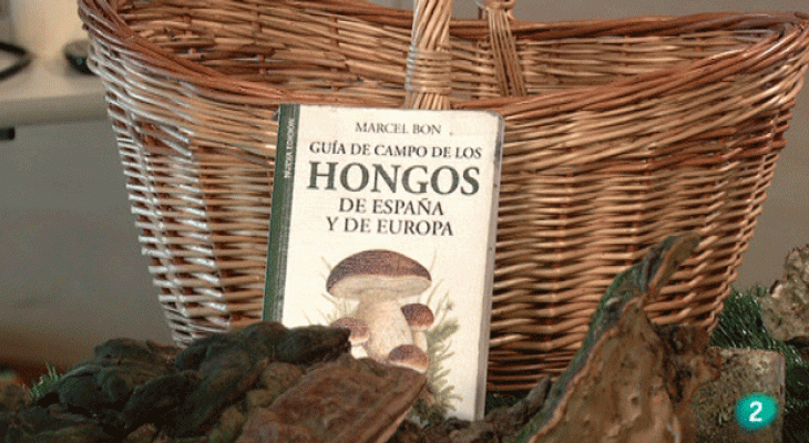 La aventura del Saber - Setas