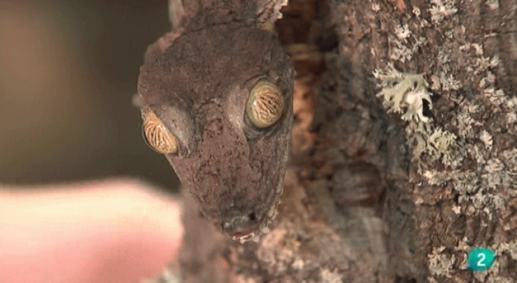 La aventura del Saber - Camuflaje animal