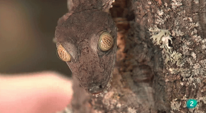 La Aventura del Saber - Cuaderno de Gaia: Camuflaje animal.