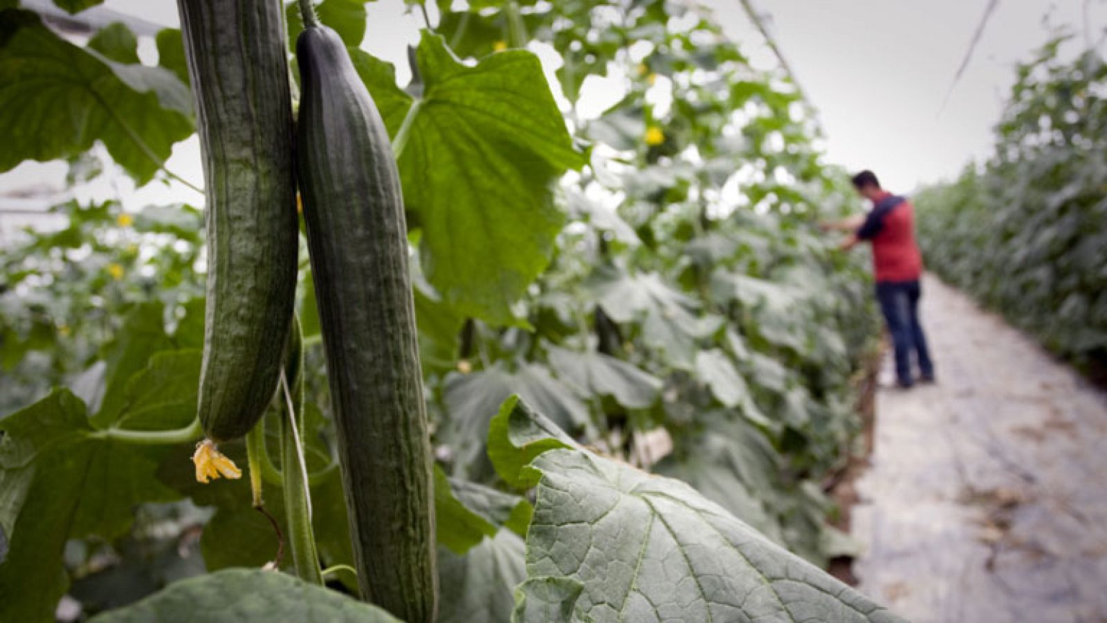 El sector agroalimentario  motor del comercio exterior en España