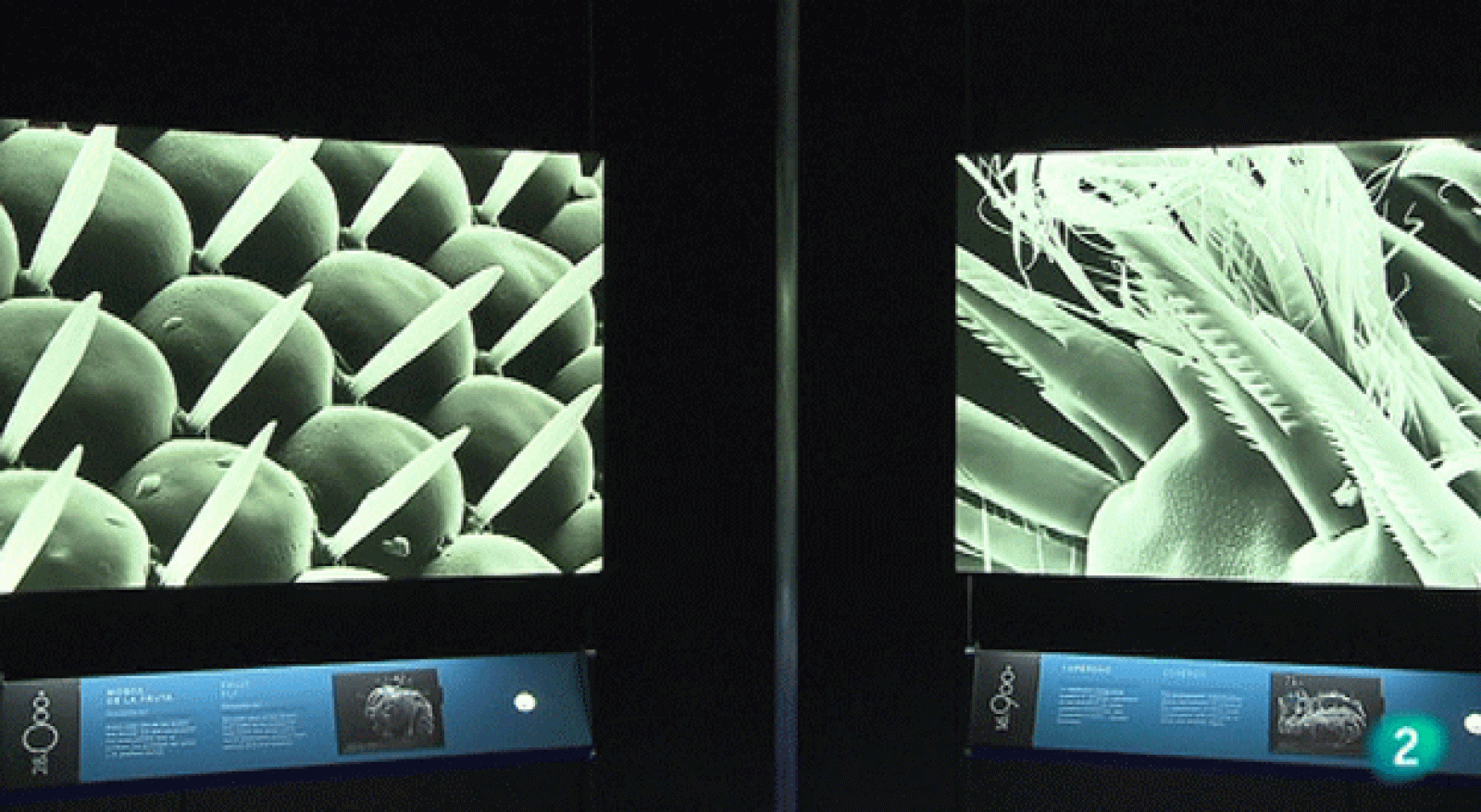 La Aventura del Saber. Exposición: Microvida