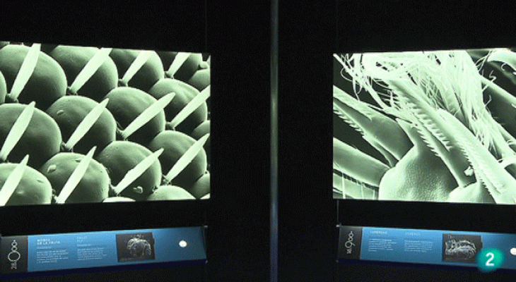 La aventura del Saber - Exposición: Microvida