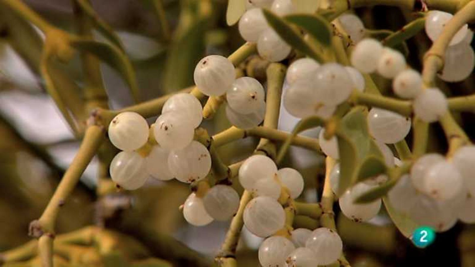 Biodiario - 29/05/12 - Ver ahora