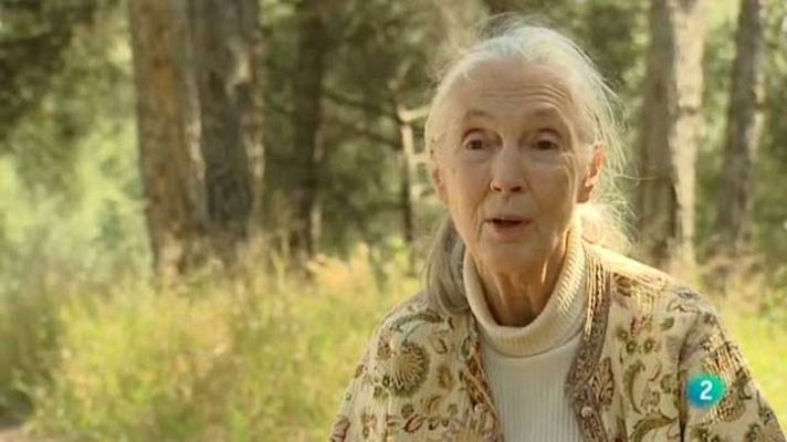 Para todos La 2 - La primatóloga: Jane Goodall