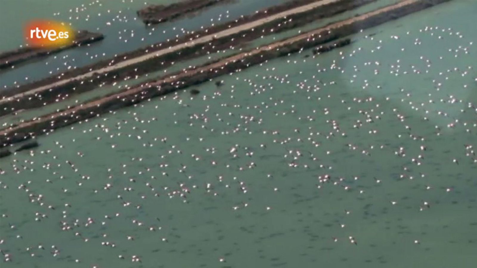 La singularidad de Doñana y su conservación - Crónicas | Ver