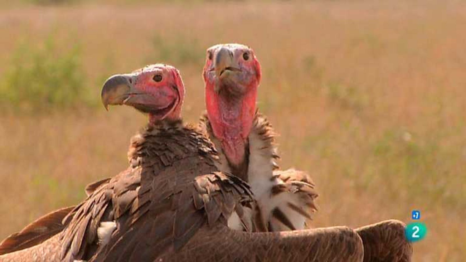 Bellas y rebeldes - Mis queridos vecinos - Ver ahora