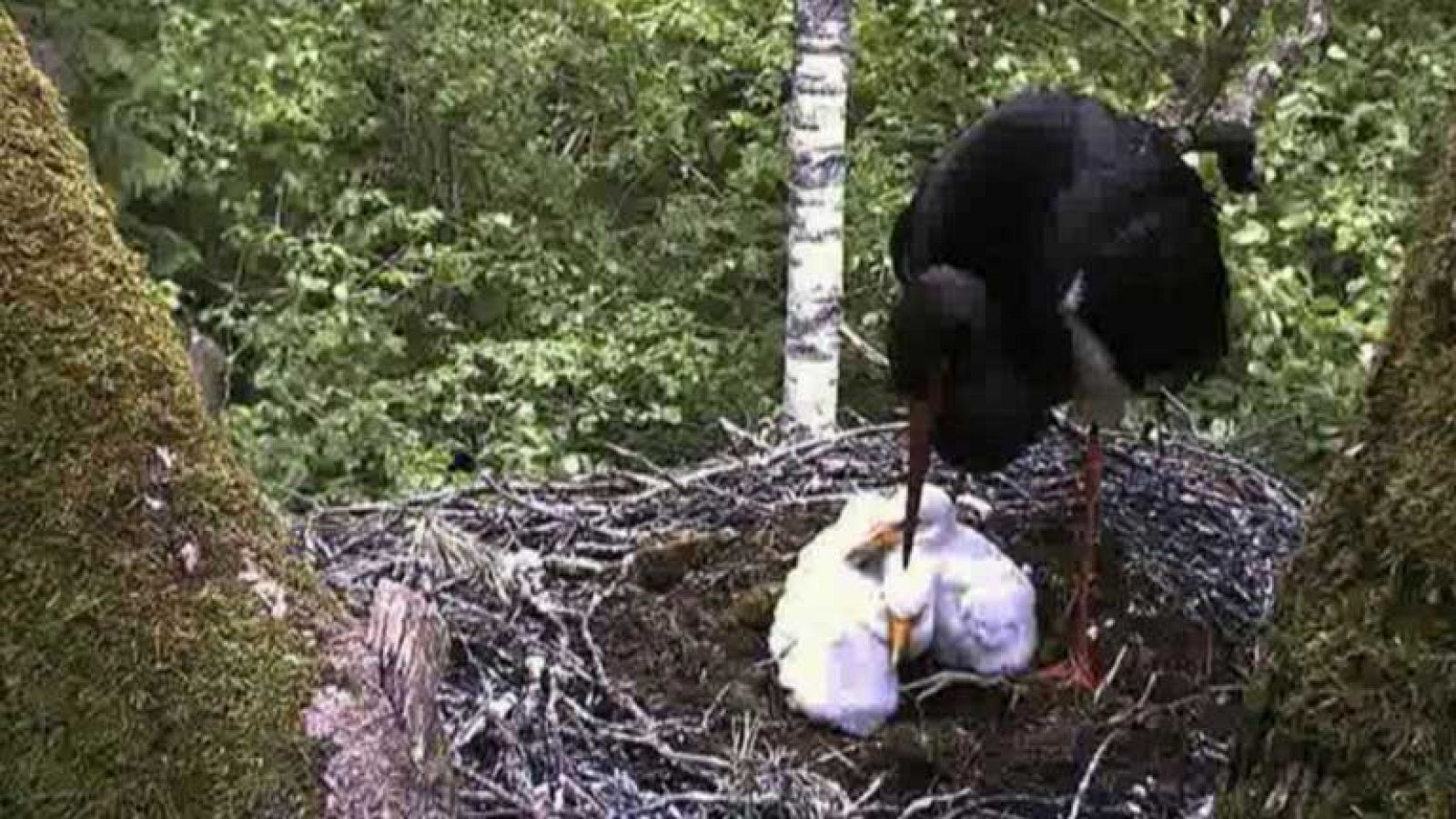 La naturaleza en directo a un golpe de ratón