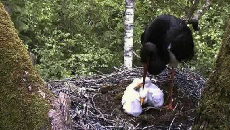 La naturaleza en directo a un golpe de ratón