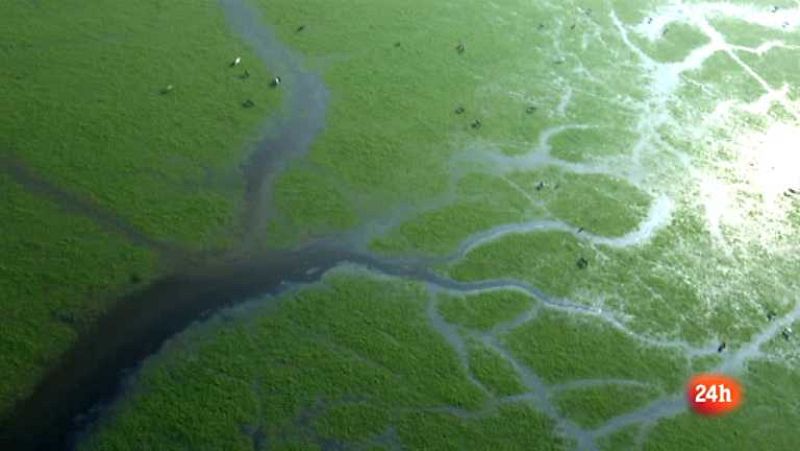 Crónicas - Doñana, equilibrio imperfecto - Ver ahora