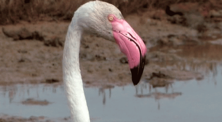 La aventura del Saber - Parque Natural Bahía de Cádiz