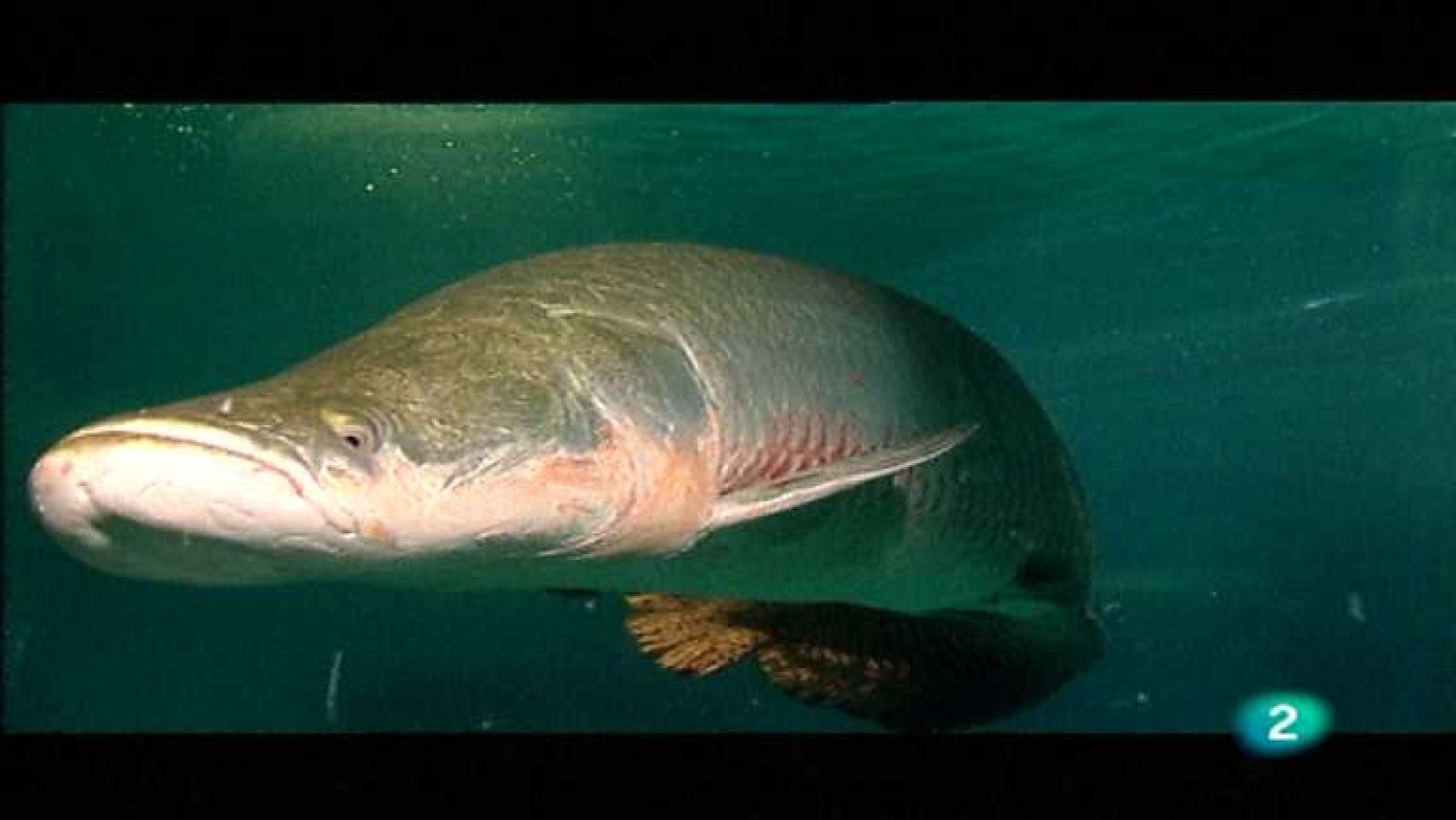 Amazonia, última llamada - Planeta amazónico