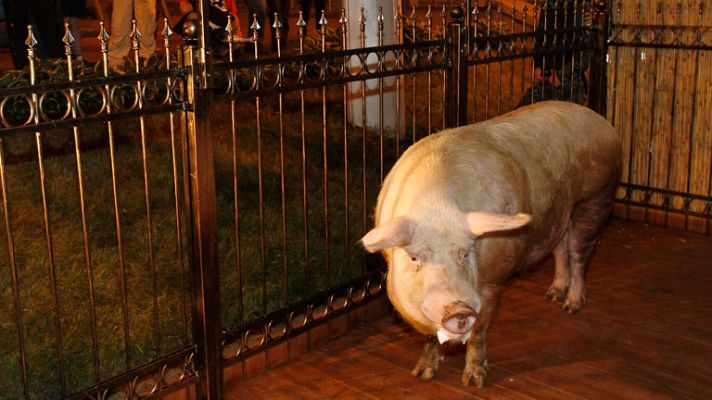 Telediario 1 - La elefanta 'Chita' y el cerdo 'Funtik' emulan al pulpo Paul