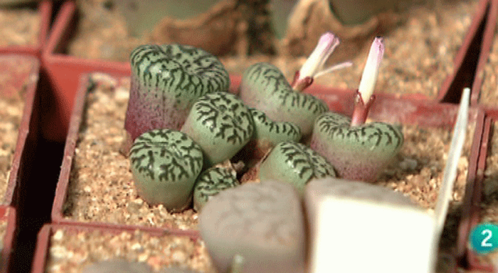 La Aventura del Saber. Experimentos Cosmocaixa: Plantas piedra