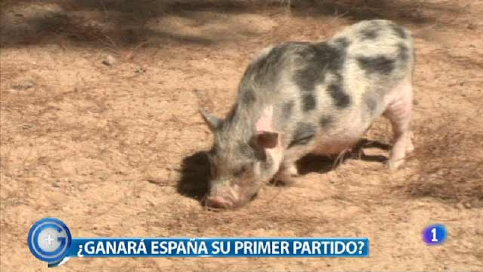 Más Gente - El cerdo Khryak avanza los resultados de la Eurocopa 2012