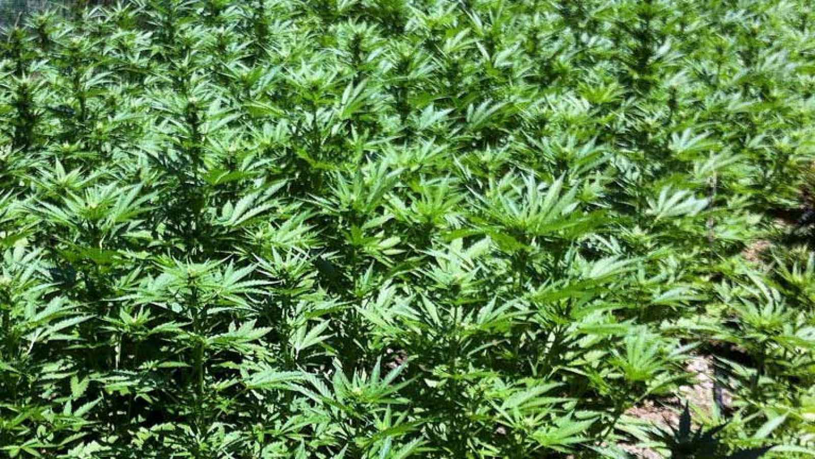 La Fiscalía Antidroga vigilará a las asociaciones de consumidores de cannabis