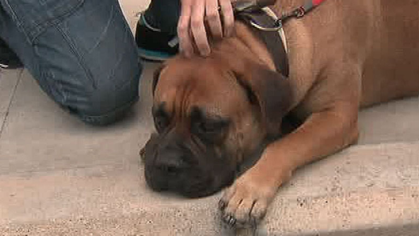 Banco de sangre para perros