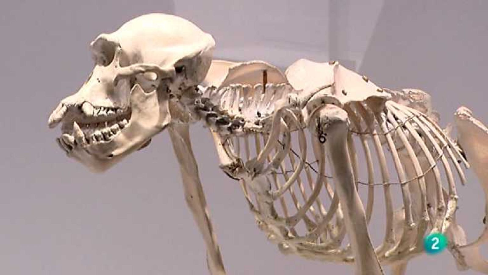 La aventura del saber - 21/06/12 - ver ahora