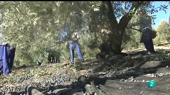 Agrosfera - Agrosfera - 23/06/12