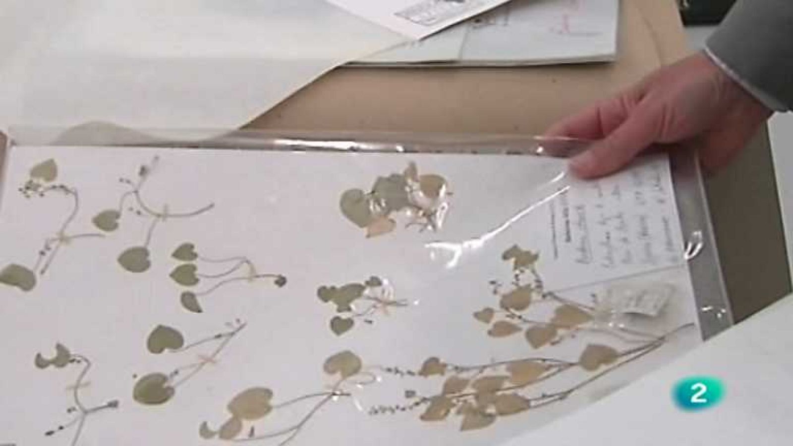 España en comunidad - El herbario de Jaca - Ver ahora