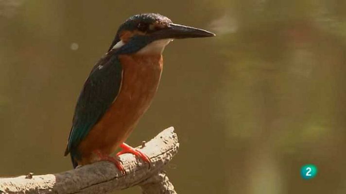 Biodiario - Biodiario - 24/06/12