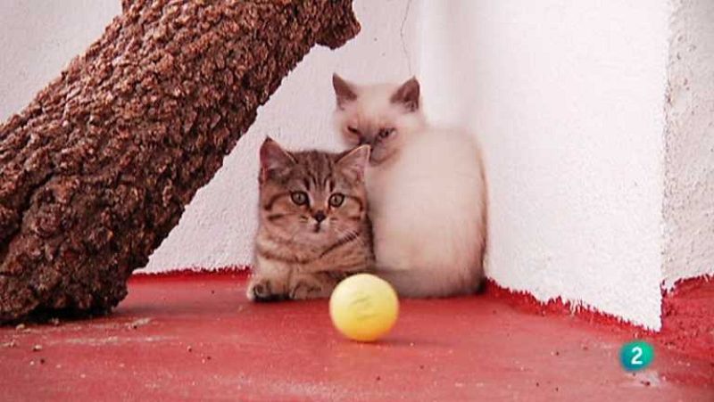 Más que perros y gatos -  - Ver ahora