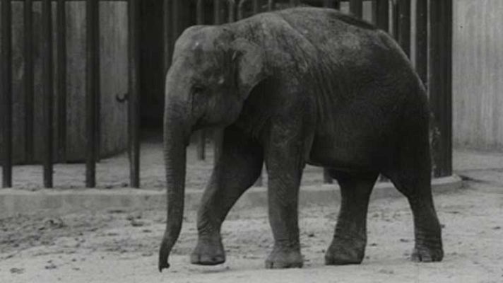 ¿Te acuerdas? - Larga vida al Zoo