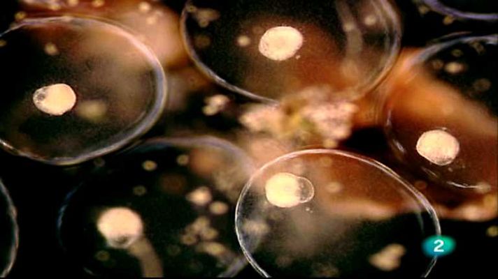 Mundos diminutos - Aguas recién nacidas