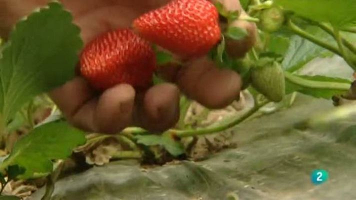 Para todos La 2 - Nutrición: Frutos del bosque