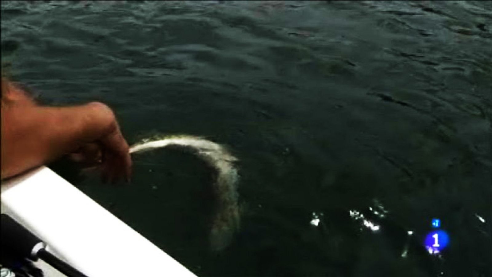 Mi playa favorita - Badajoz - Comando Actualidad | Ver