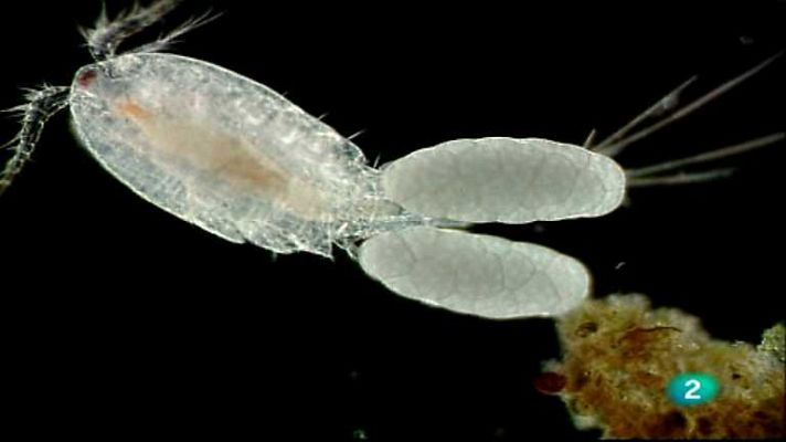 Mundos diminutos - Charcas efímeras