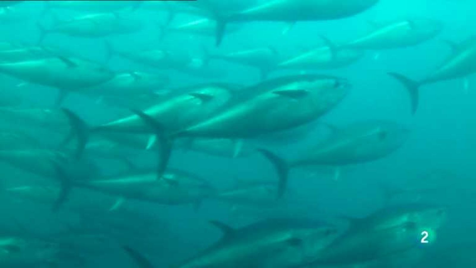 España en Comunidad - Atún gaditano - ver ahora