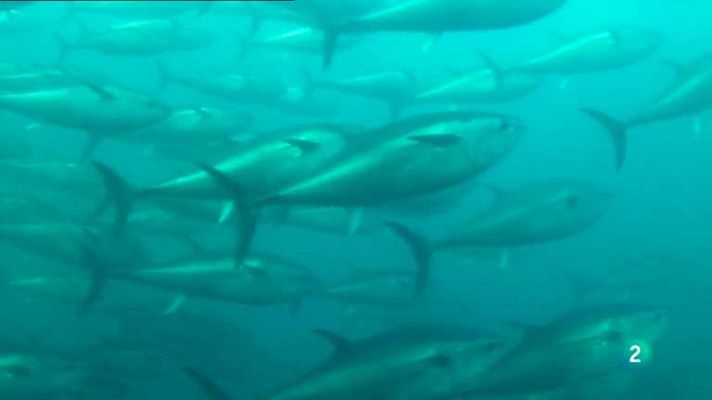 España en comunidad - Atún gaditano