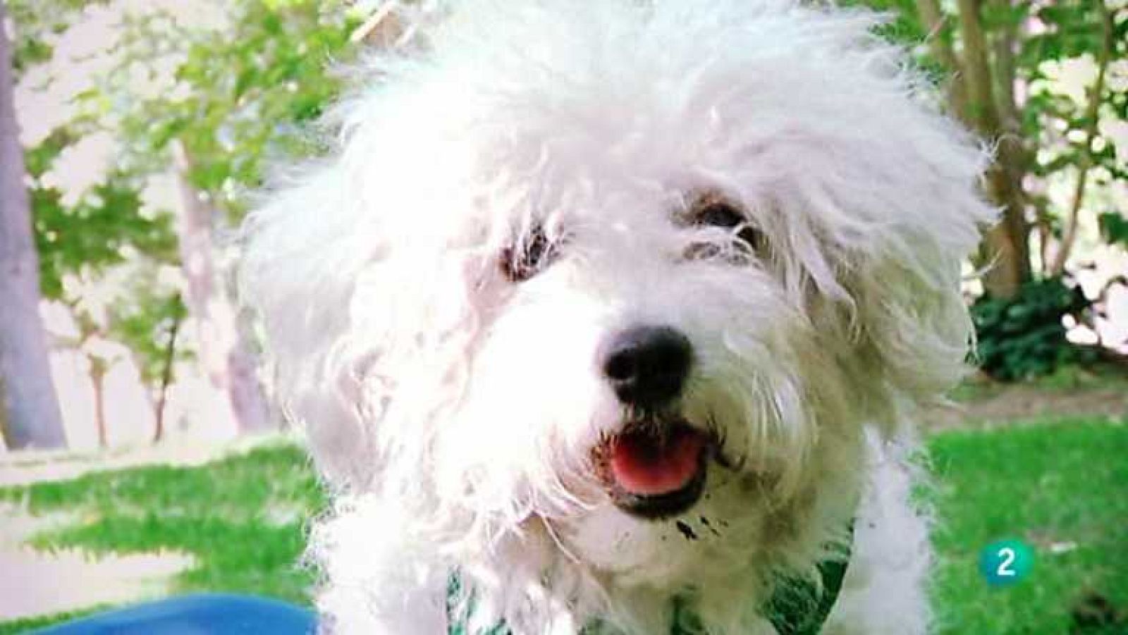 Más que perros y gatos - T2 - Capítulo 11 - Ver ahora